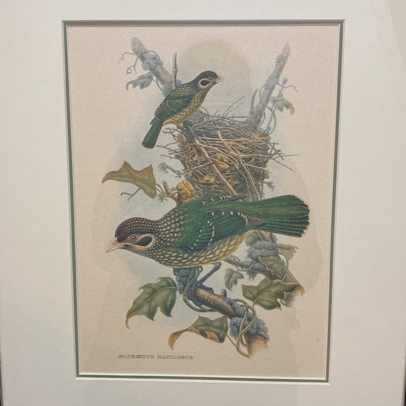 Framed Gould - Spotted
Catbird Art Print - Picture 2 of 16